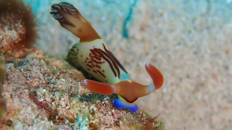 セグロリュウグウウミウシ Nembrotha chamberlaini Gosliner & Behrens, 1997_奄美大島_ウミウシ