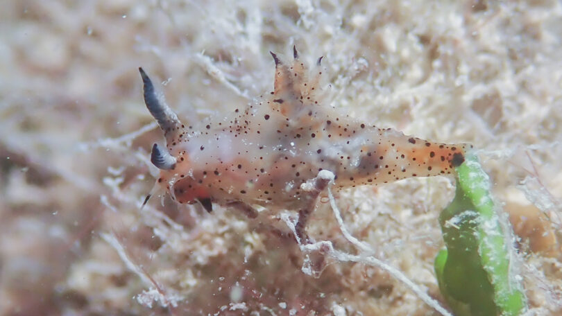 クロゴマフジタウミウシ Polycera sp. 9 _奄美大島_ウミウシ