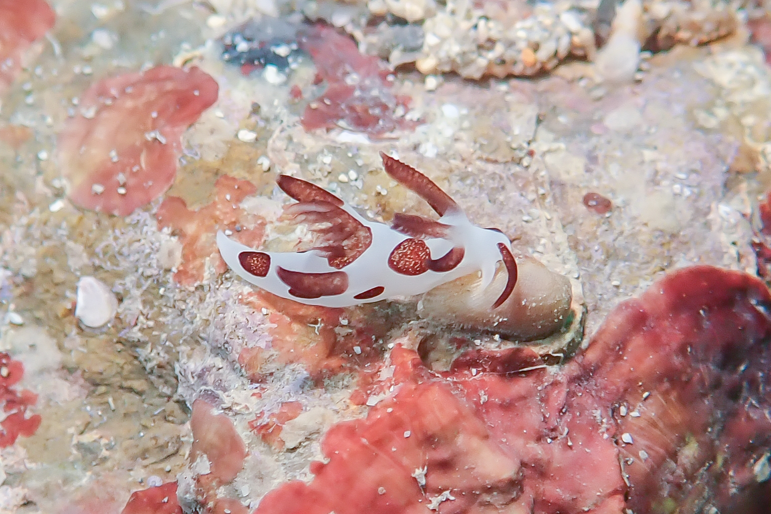 パンダツノウミウシ Trapania naeva Gosliner & Fahey, 2008