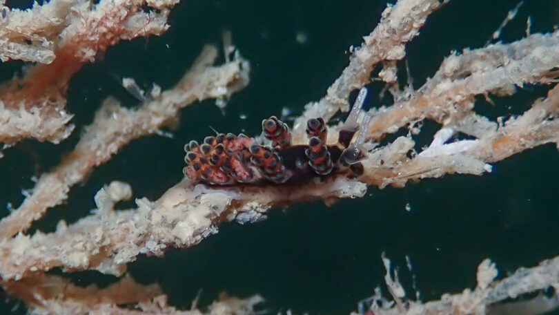 オキナワマツカサウミウシ Doto sp.26 _奄美大島_ウミウシ