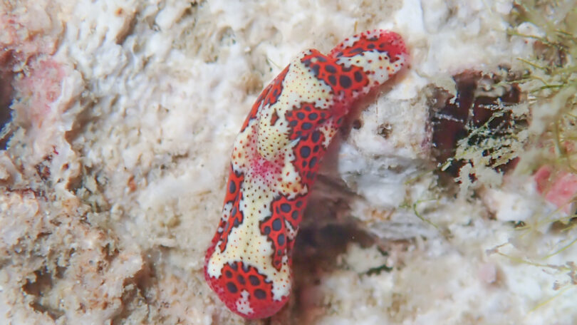 ヒシモンエンビキセワタ Odontoglaja sp. 1 _奄美大島_ウミウシ