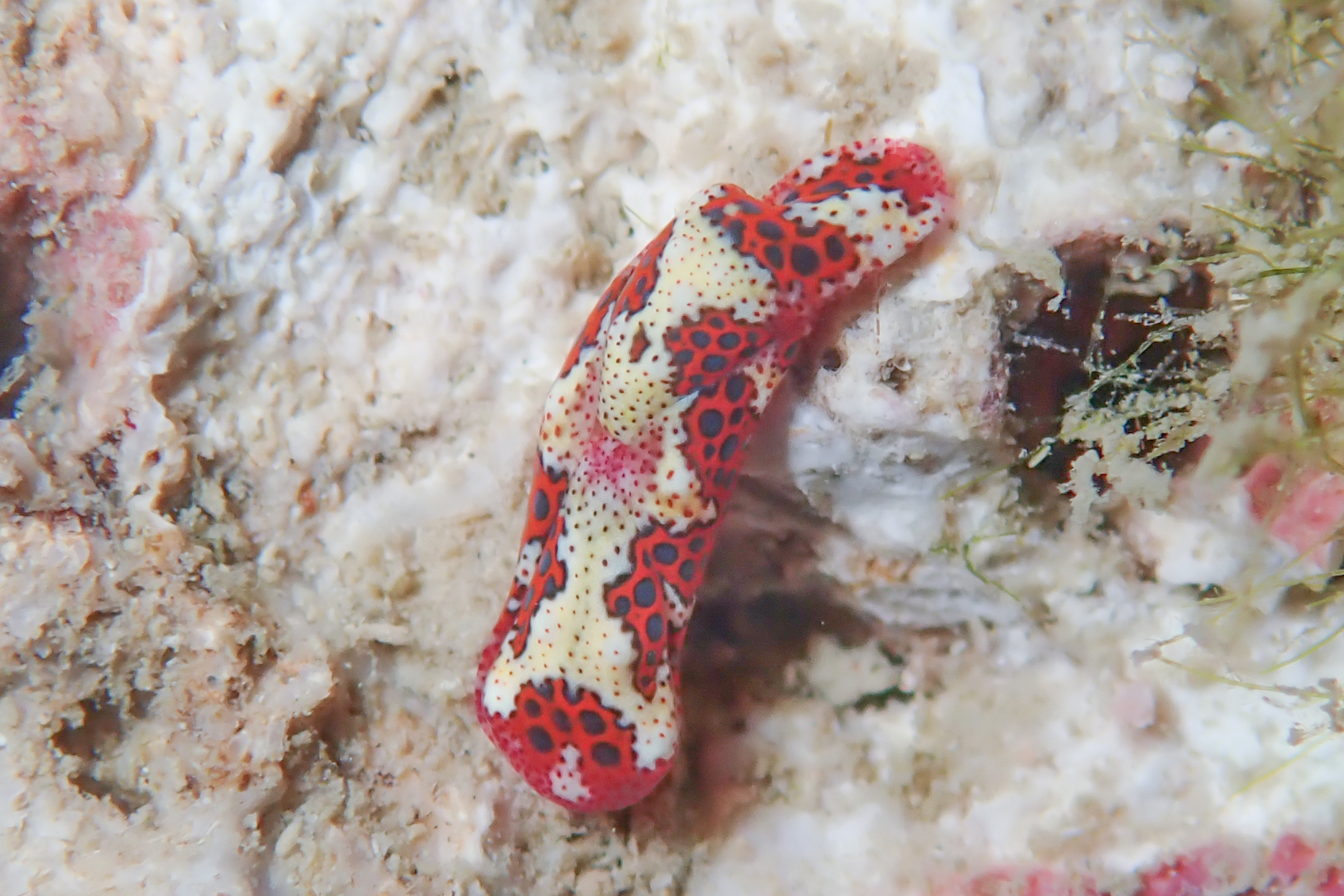 ヒシモンエンビキセワタ Odontoglaja sp. 1