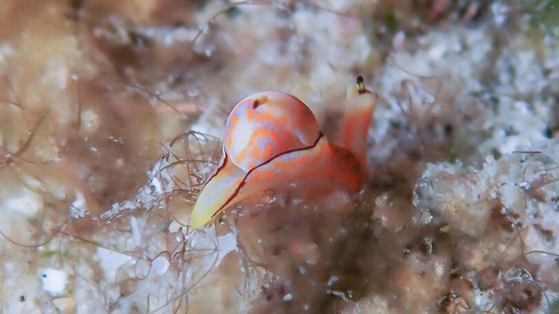 キマダラウミコチョウ Siphopteron tigrinum Gosliner, 1989_奄美大島_ウミウシ