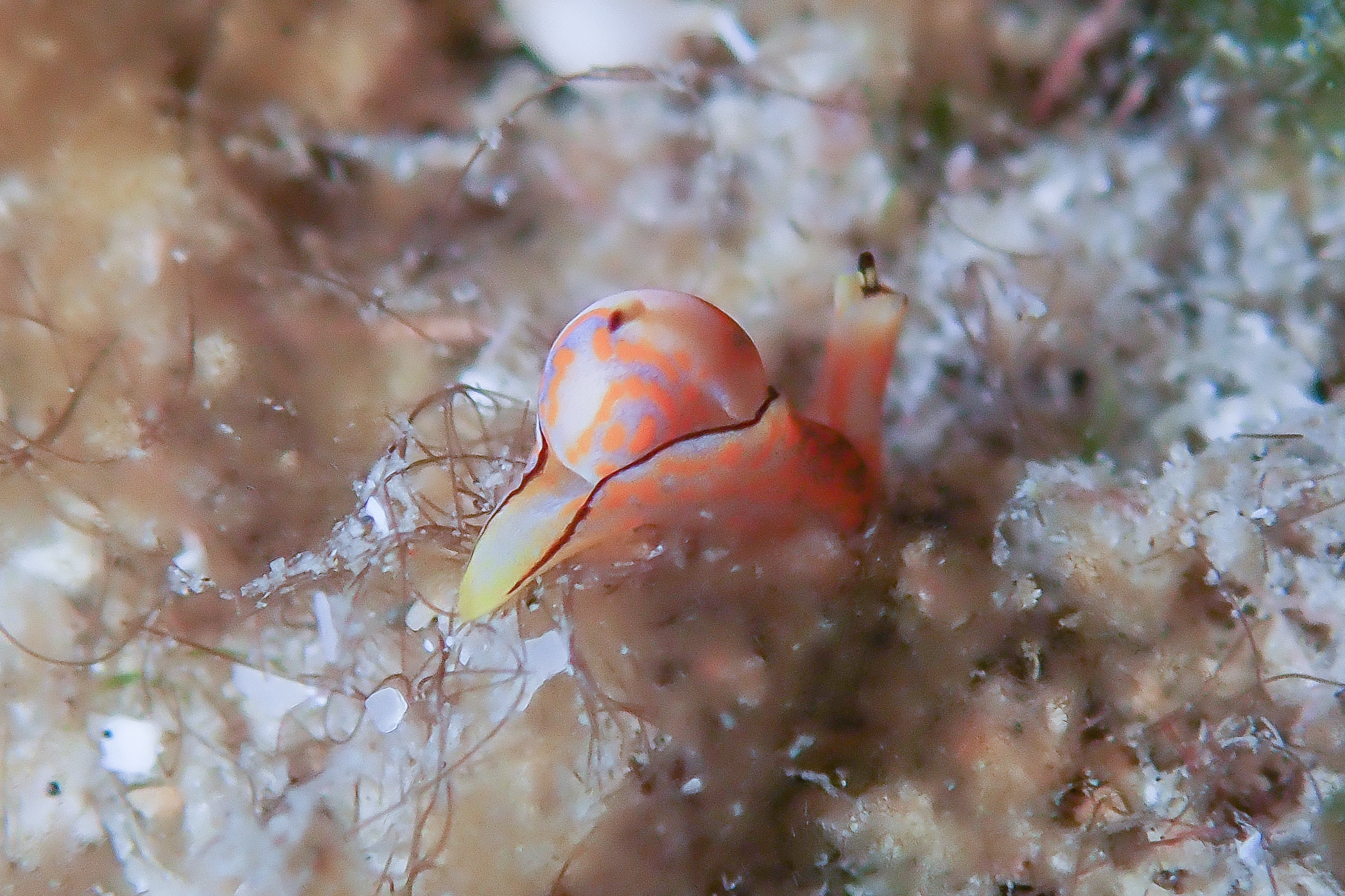 キマダラウミコチョウ Siphopteron tigrinum Gosliner, 1989