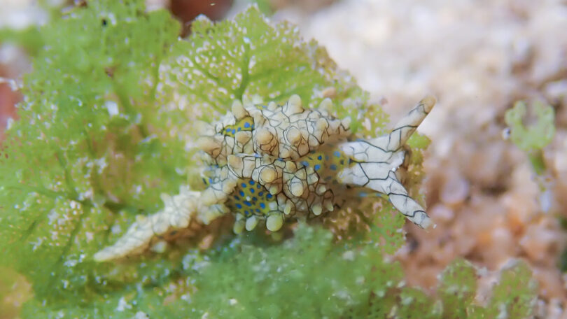 テンガンノツユ Oxynoe kylei Krug, Berriman & Valdés, 2018_奄美大島_ウミウシ