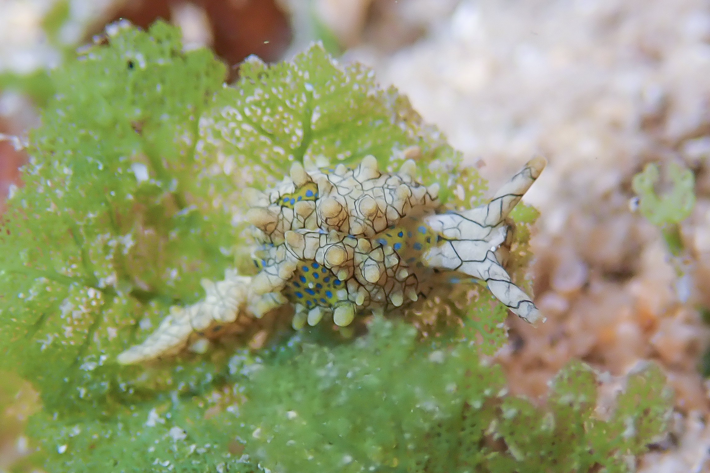 テンガンノツユ Oxynoe kylei Krug, Berriman & Valdés, 2018