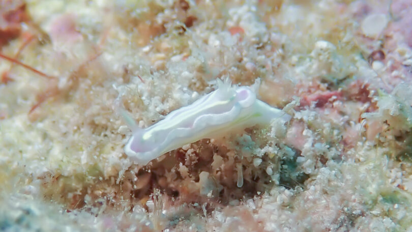 ウスフジイロウミウシ Ceratosoma sp. 1 _奄美大島