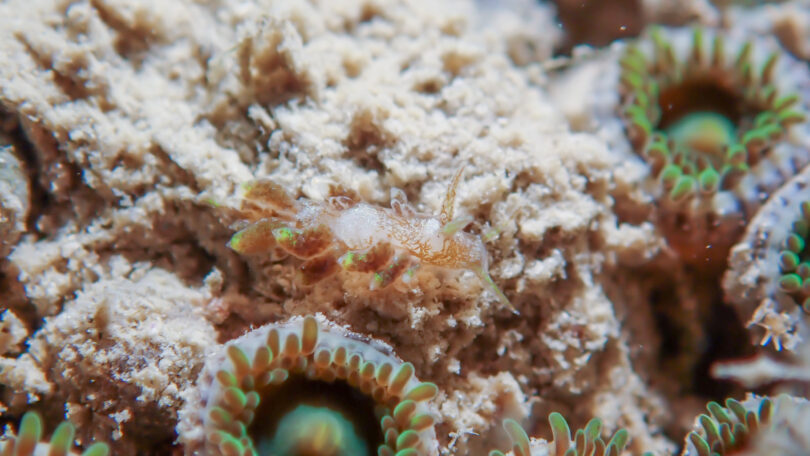 ウテンミノウミウシ Baeolidia rieae