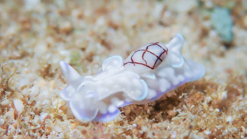 コンシボリガイ Micromelo guamensis_奄美大島_ウミウシ