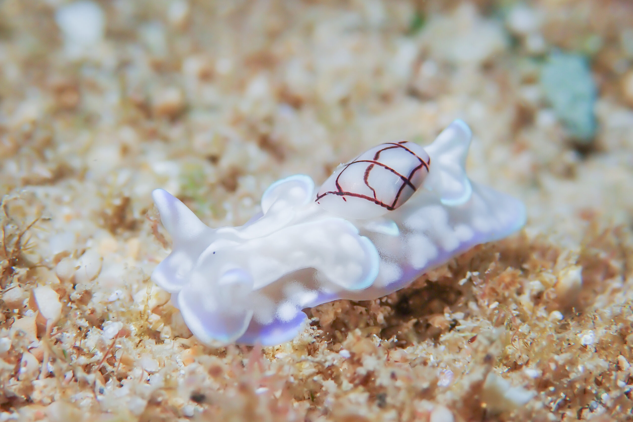 コンシボリガイ Micromelo guamensis (Quoy and Gaimard, 1825)