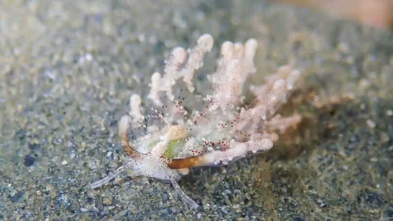 ソウゲンウミウシ Sohgenia palauensis_奄美大島