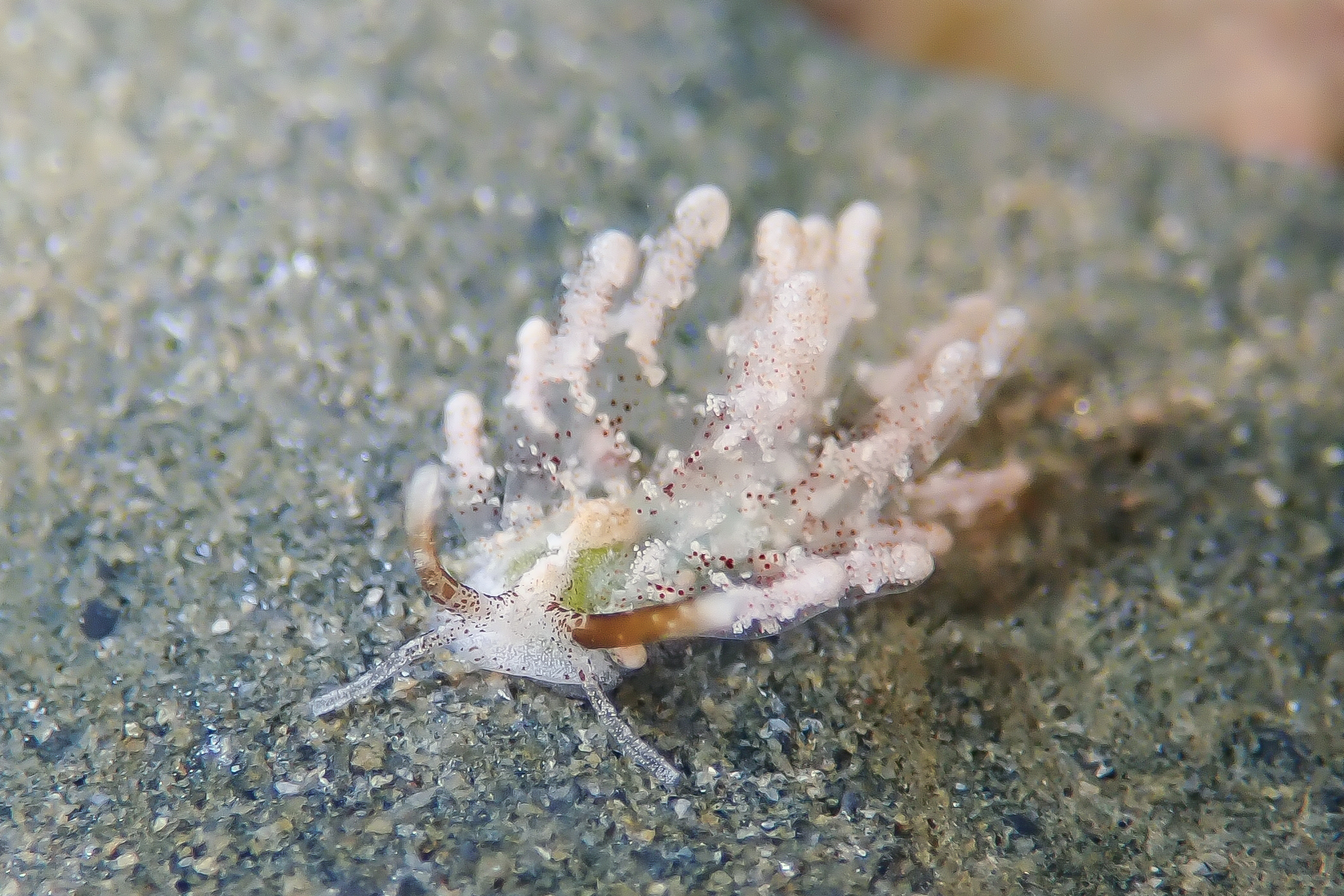 ソウゲンウミウシ Sohgenia palauensis Hamatani, 1991