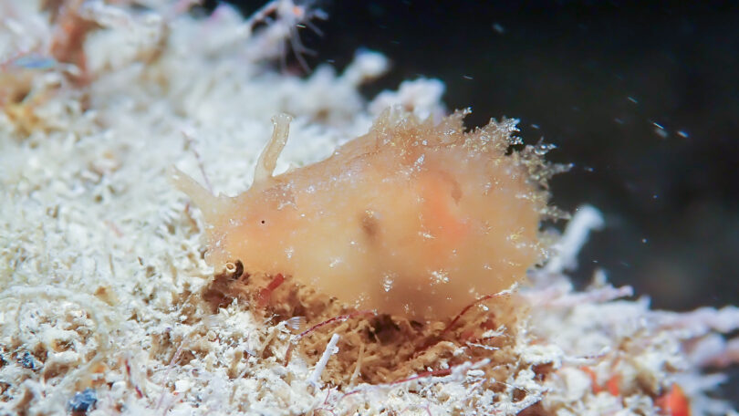 フウセンウミウシ Notarchus indicus Schweigger, 1820_奄美大島_ウミウシ