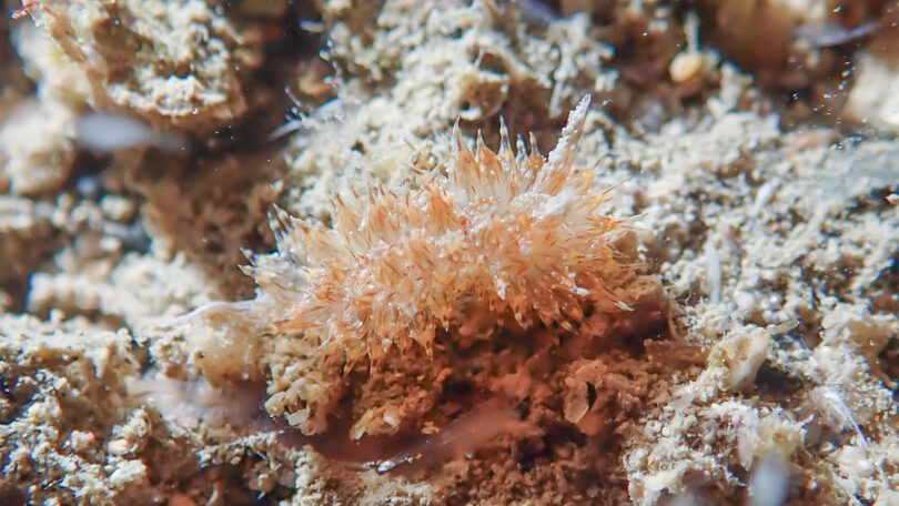 コヤナギウミウシ Janolus toyamensis Baba & Abe, 1970_奄美大島_ウミウシ