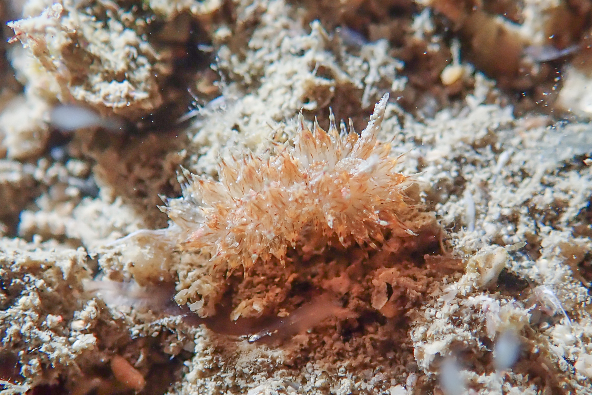 コヤナギウミウシ Janolus toyamensis Baba & Abe, 1970