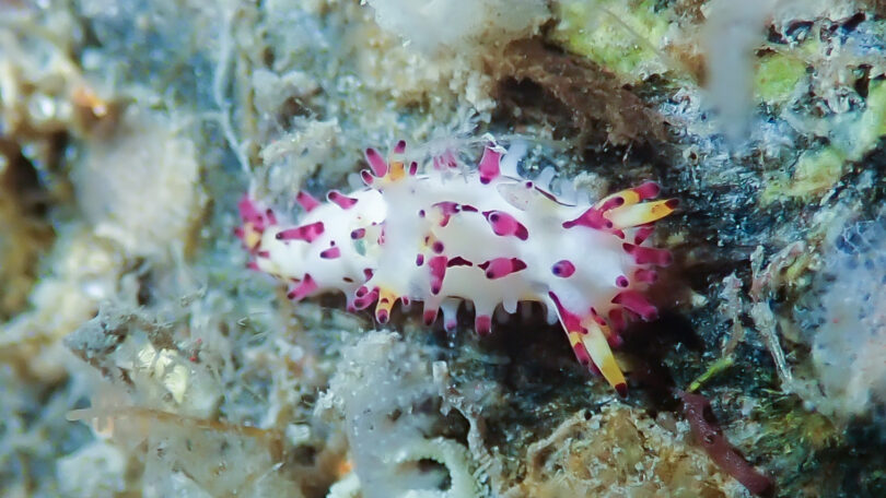 センヒメウミウシ Aegires villosus Farran, 1905_奄美大島_ウミウシ