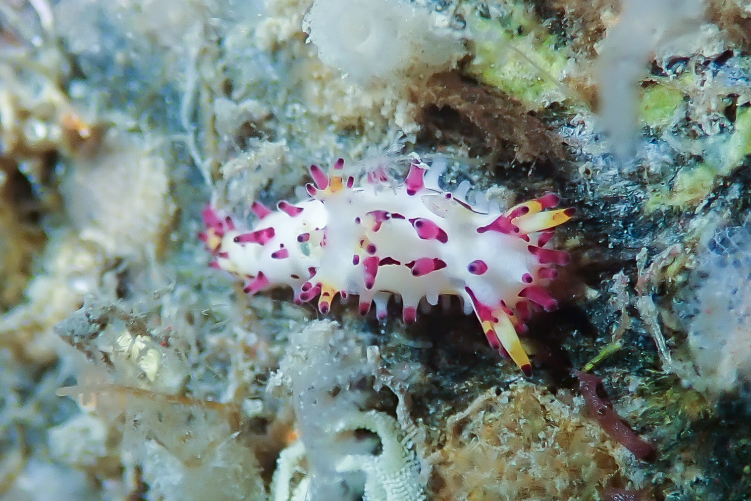 センヒメウミウシ Aegires villosus Farran, 1905