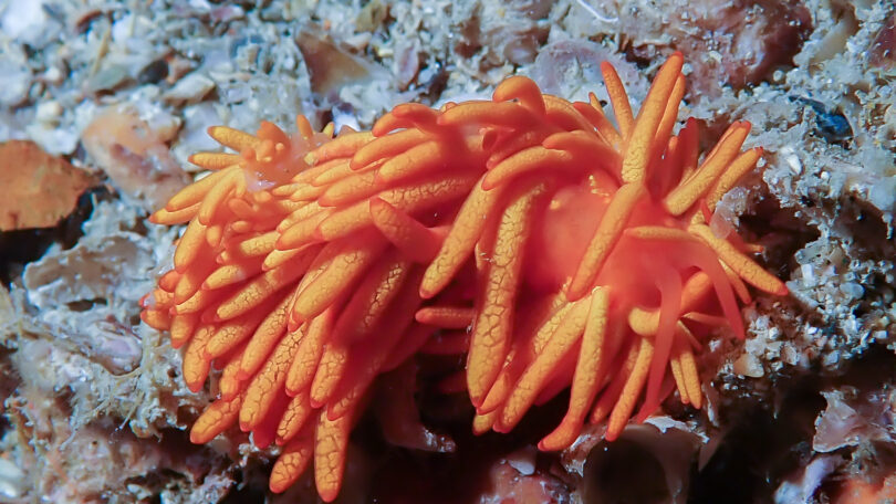 イボヤギミノウミウシ Phestilla melanobrachia Bergh, 1874_奄美大島_ウミウシ