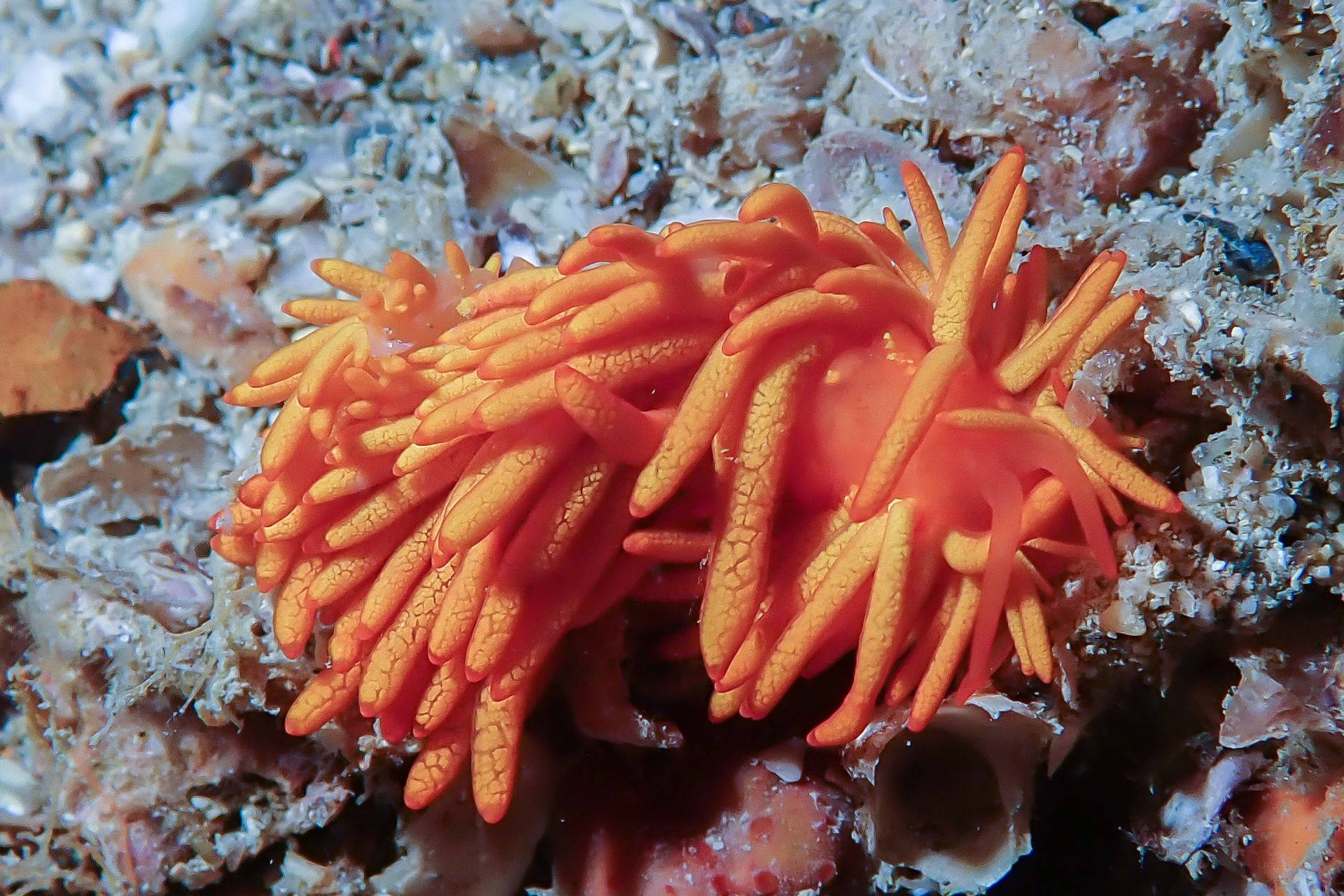 イボヤギミノウミウシ Phestilla melanobrachia Bergh, 1874