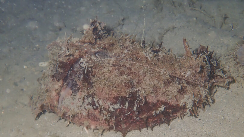 タツナミガイ Dolabella auricularia (Lightfoot, 1786)_奄美大島_ウミウシ