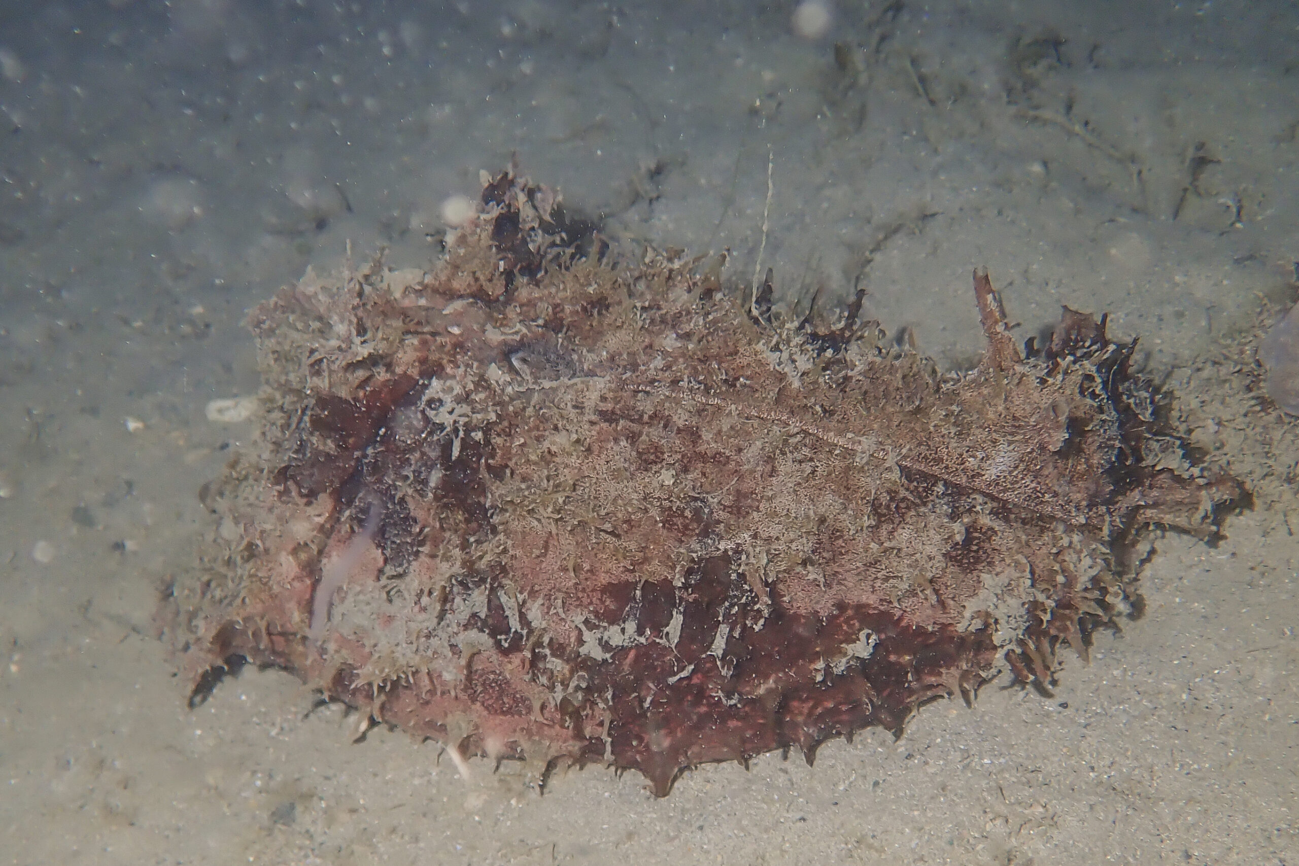 タツナミガイ Dolabella auricularia (Lightfoot, 1786)