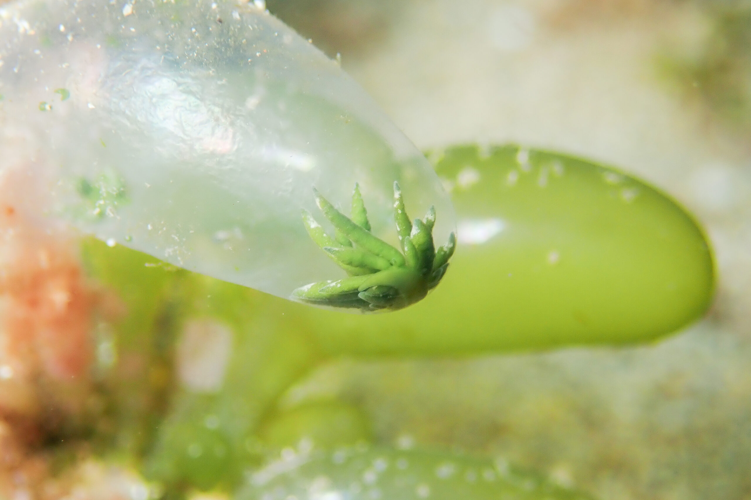 マガタマモウミウシ Ercolania kencolesi Grzymbowski, Stemmer & Wagele, 2007