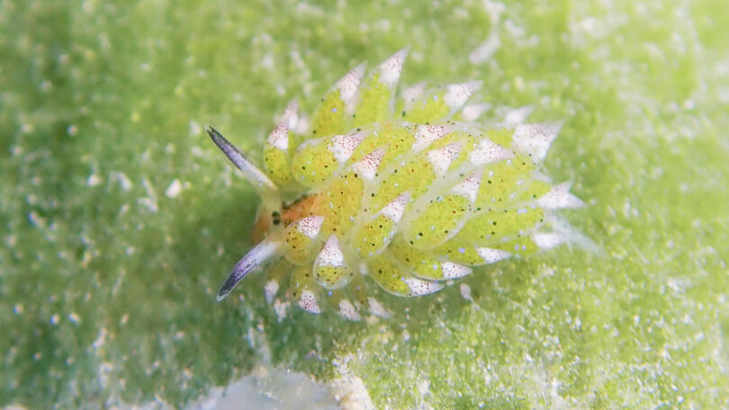 クサイロモウミウシ Costasiella paweli Ichikawa, 1993_奄美大島