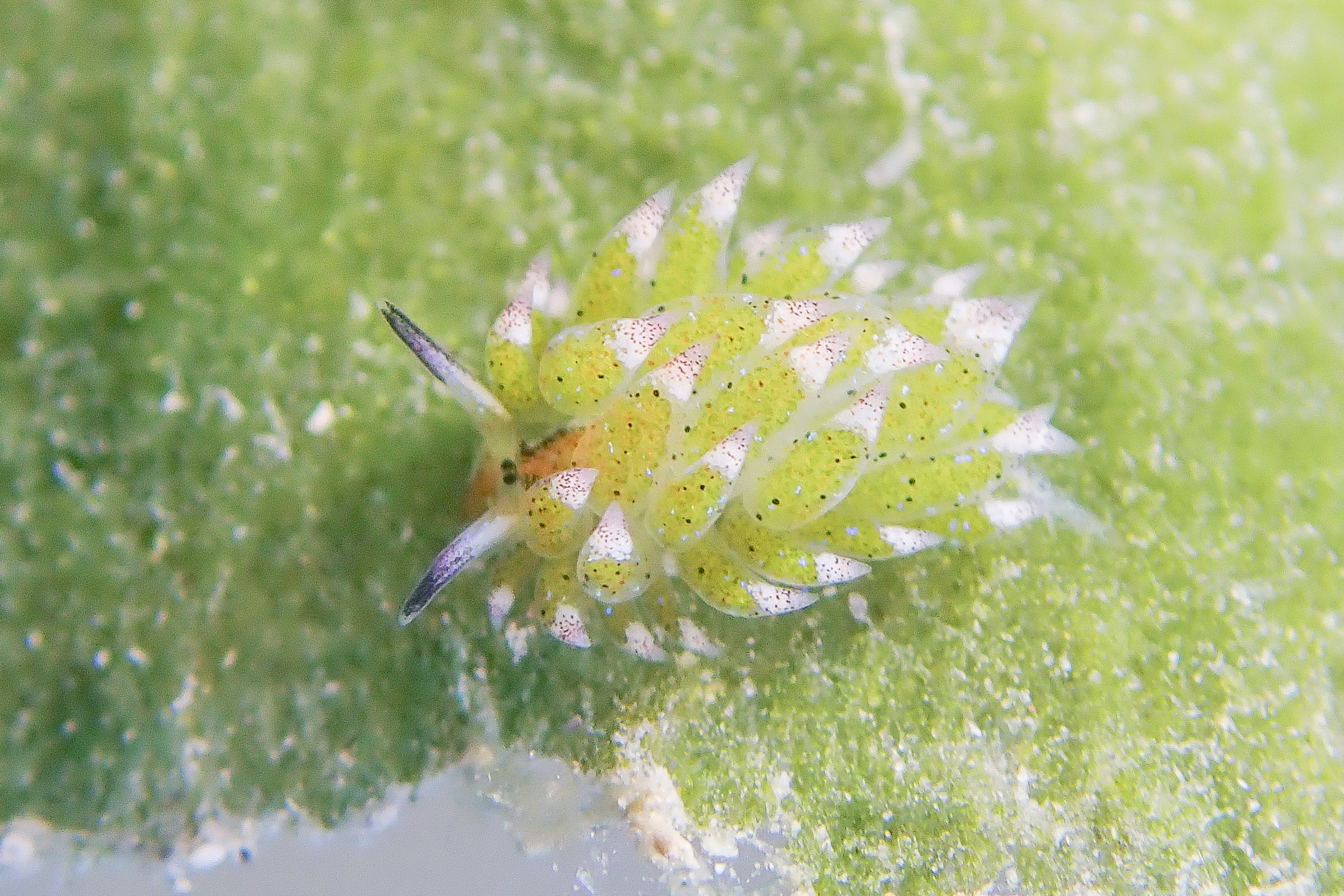 クサイロモウミウシ Costasiella paweli Ichikawa, 1993