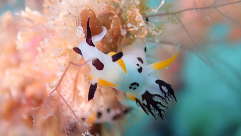 ツガルウミウシ属の1種12_奄美大島