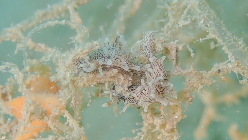 セスジイバラウミウシ Bermudella pellucida (Burn, 1957)_奄美大島