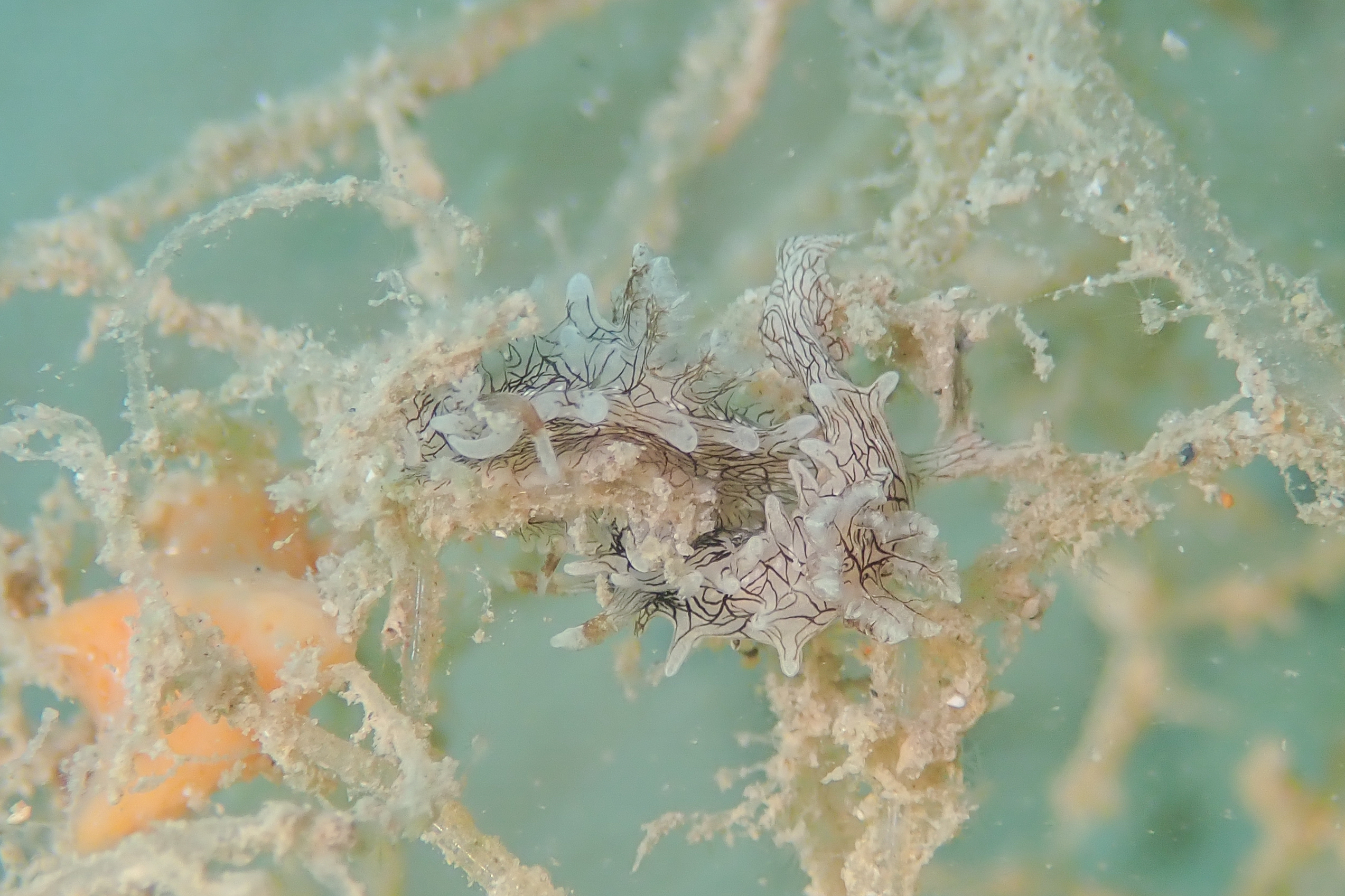 セスジイバラウミウシ Bermudella pellucida (Burn, 1957)