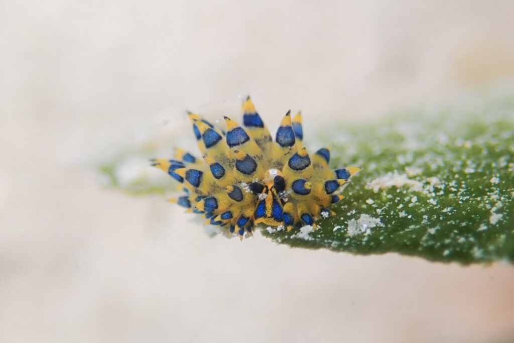 ミナミアオモウミウシ Costasiella sp. 5