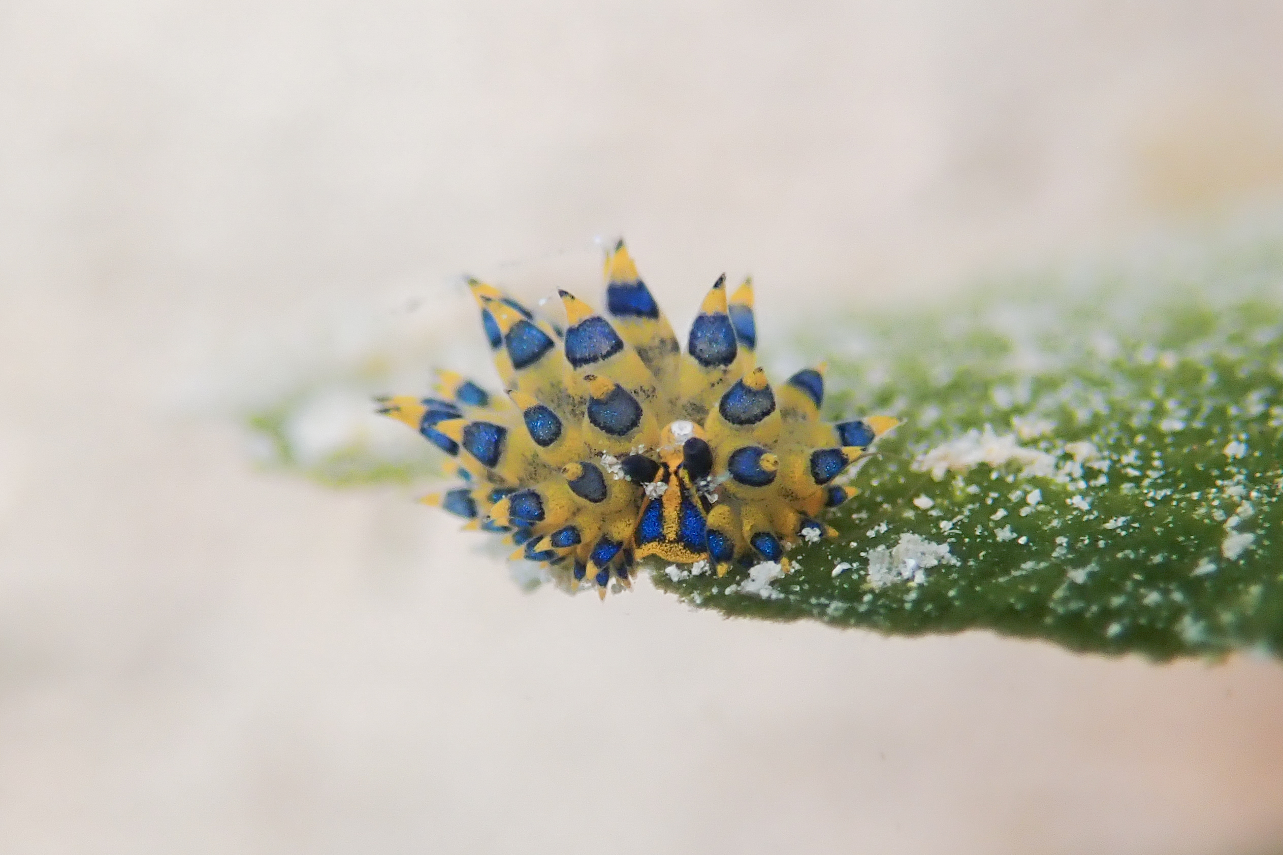 ミナミアオモウミウシ Costasiella sp. 5