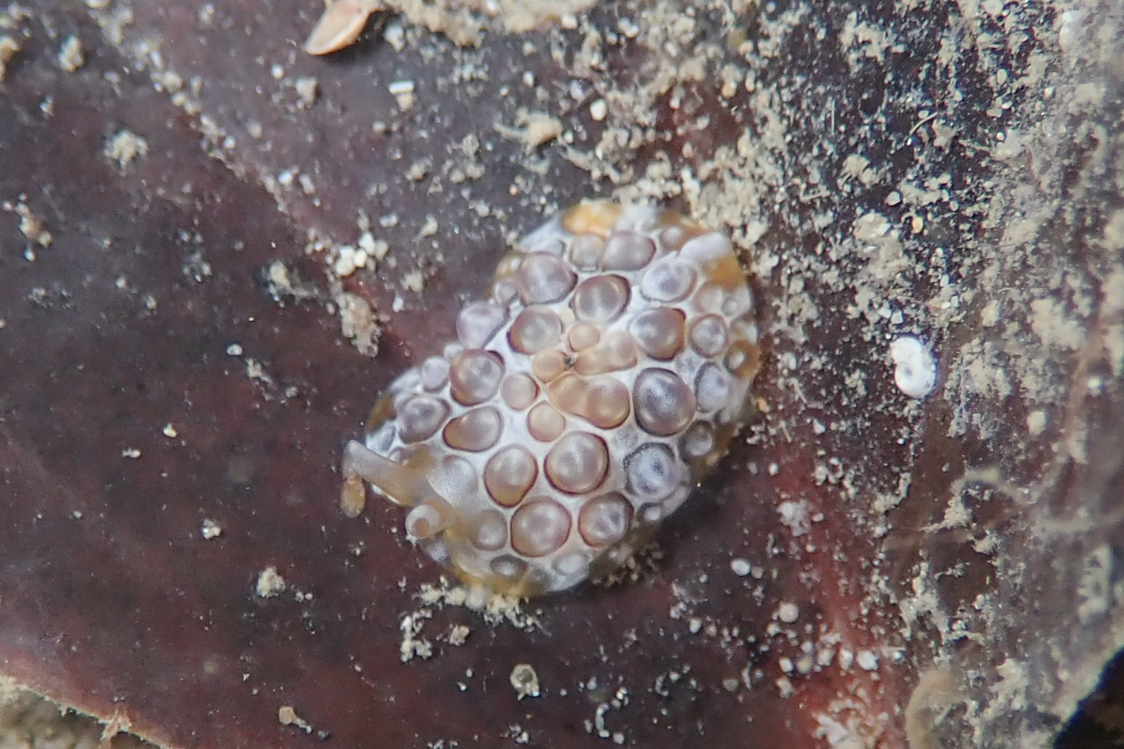 ゼニガタフシエラガイ Pleurobranchus forskalii (Ruppell & Leuckart, 1828)