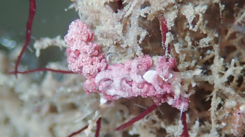 チゴミノウミウシ_奄美大島