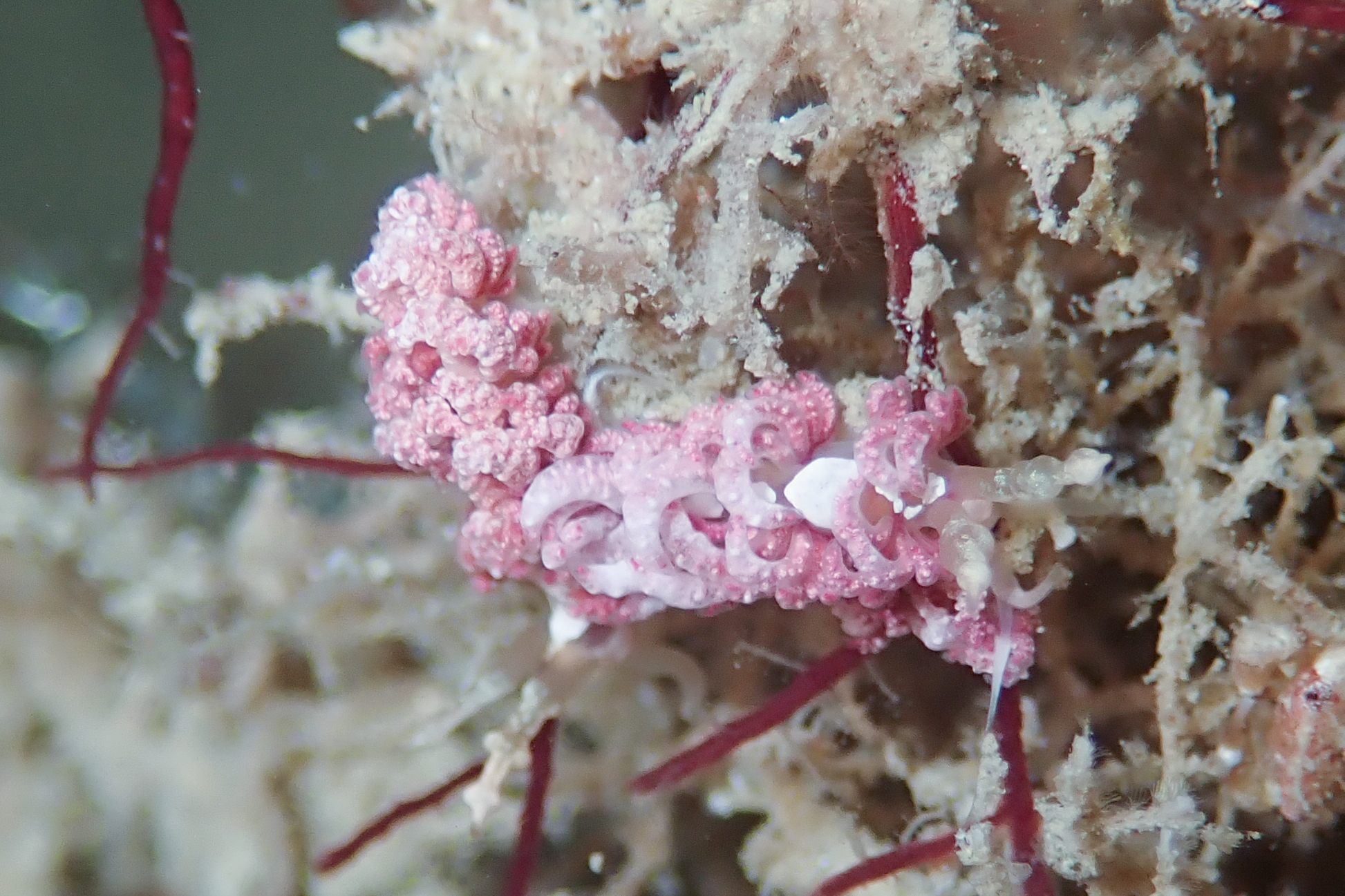 チゴミノウミウシ Favorinus japonicus Baba, 1949