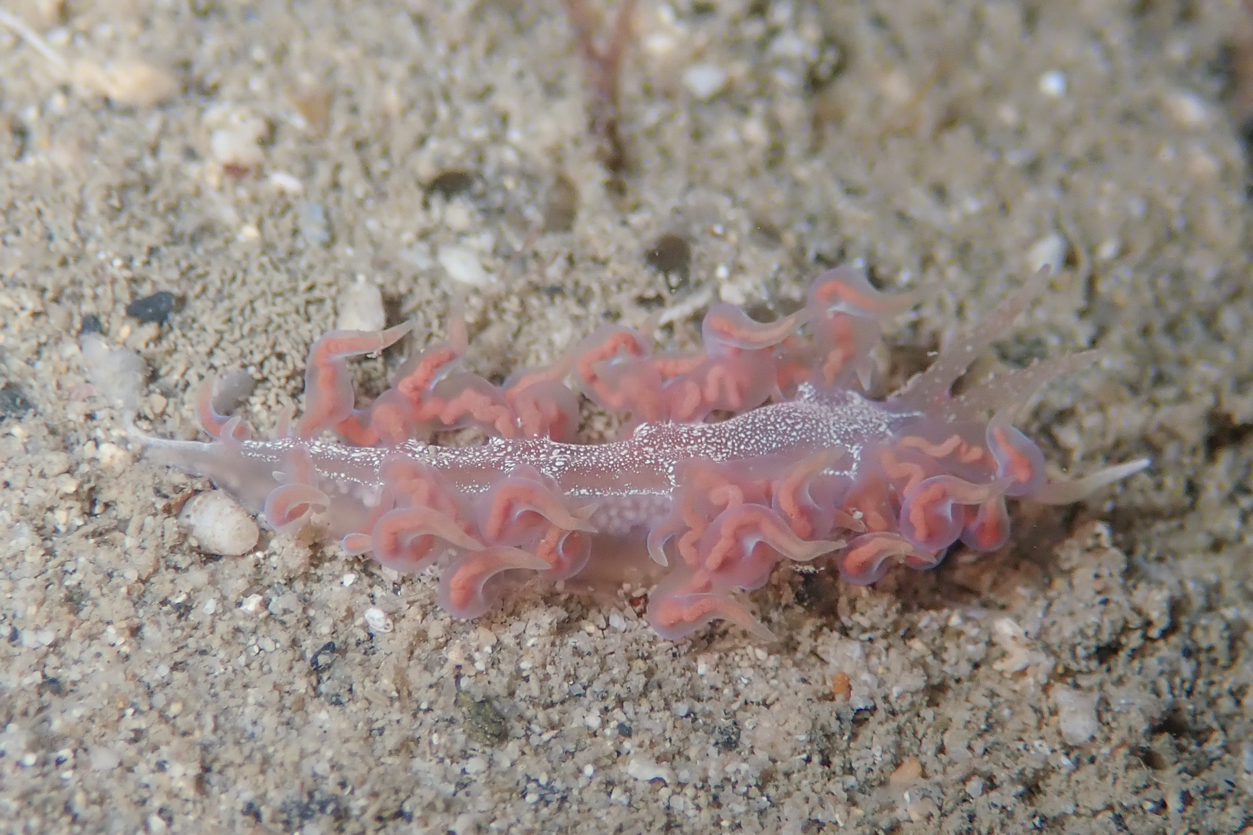 バラトゲミノウミウシ Phyllodesmium acanthorhinum Moore & Gosliner, 2014