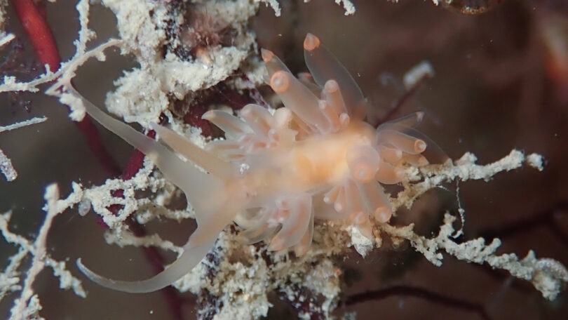 フウセンミノウミウシ Pruvotfolia rhodopos_奄美大島