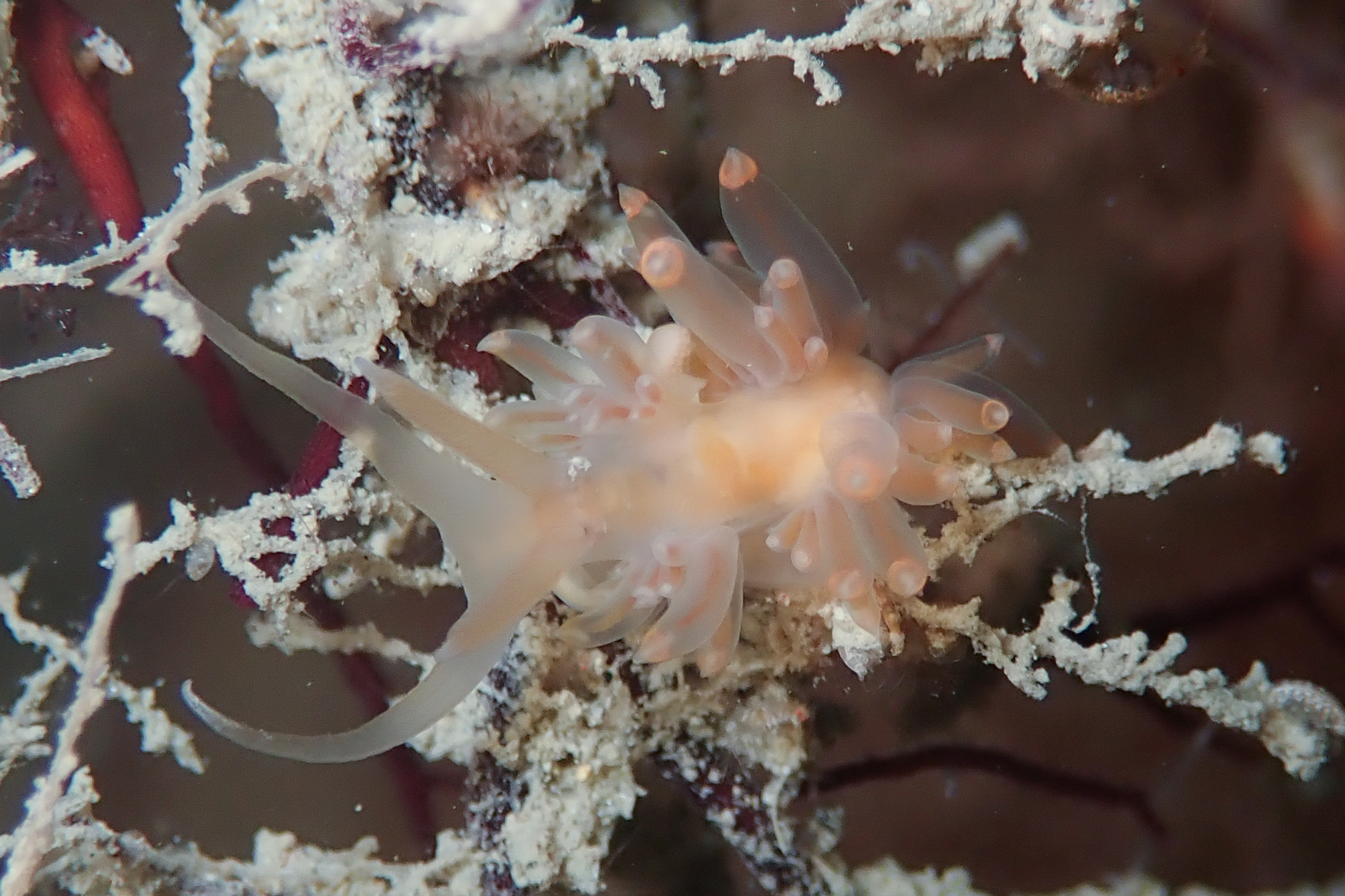 フウセンミノウミウシ Pruvotfolia rhodopos (Yonow, 2000)