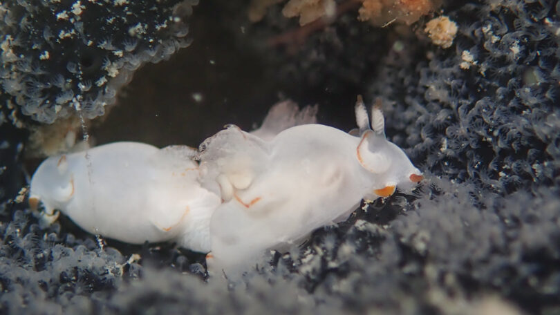 キンスジツガルウミウシ Trapania aurata_奄美大島