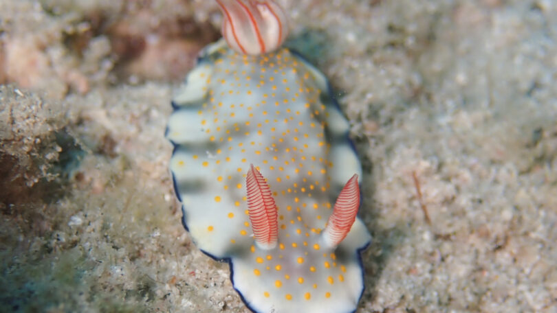 ボーランドウミウシ_奄美大島