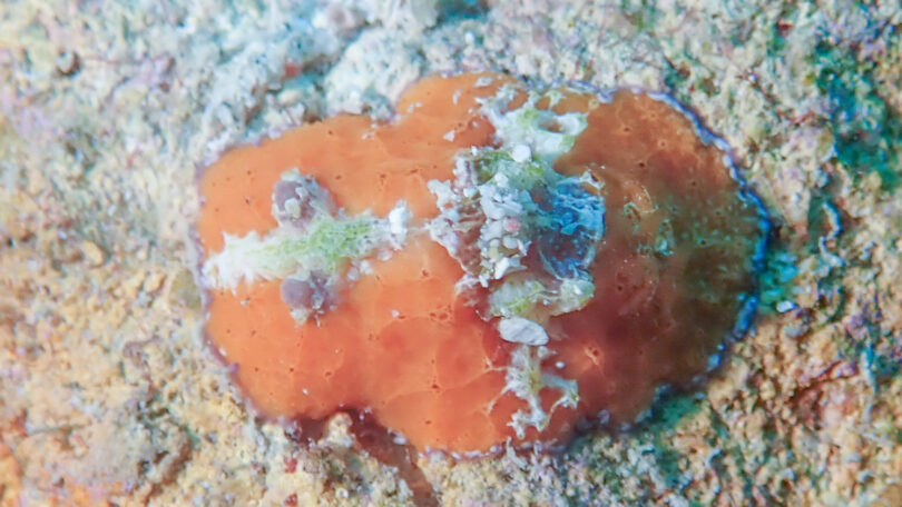 ヒオドシウミウシ Sclerodoris rubicunda_奄美大島