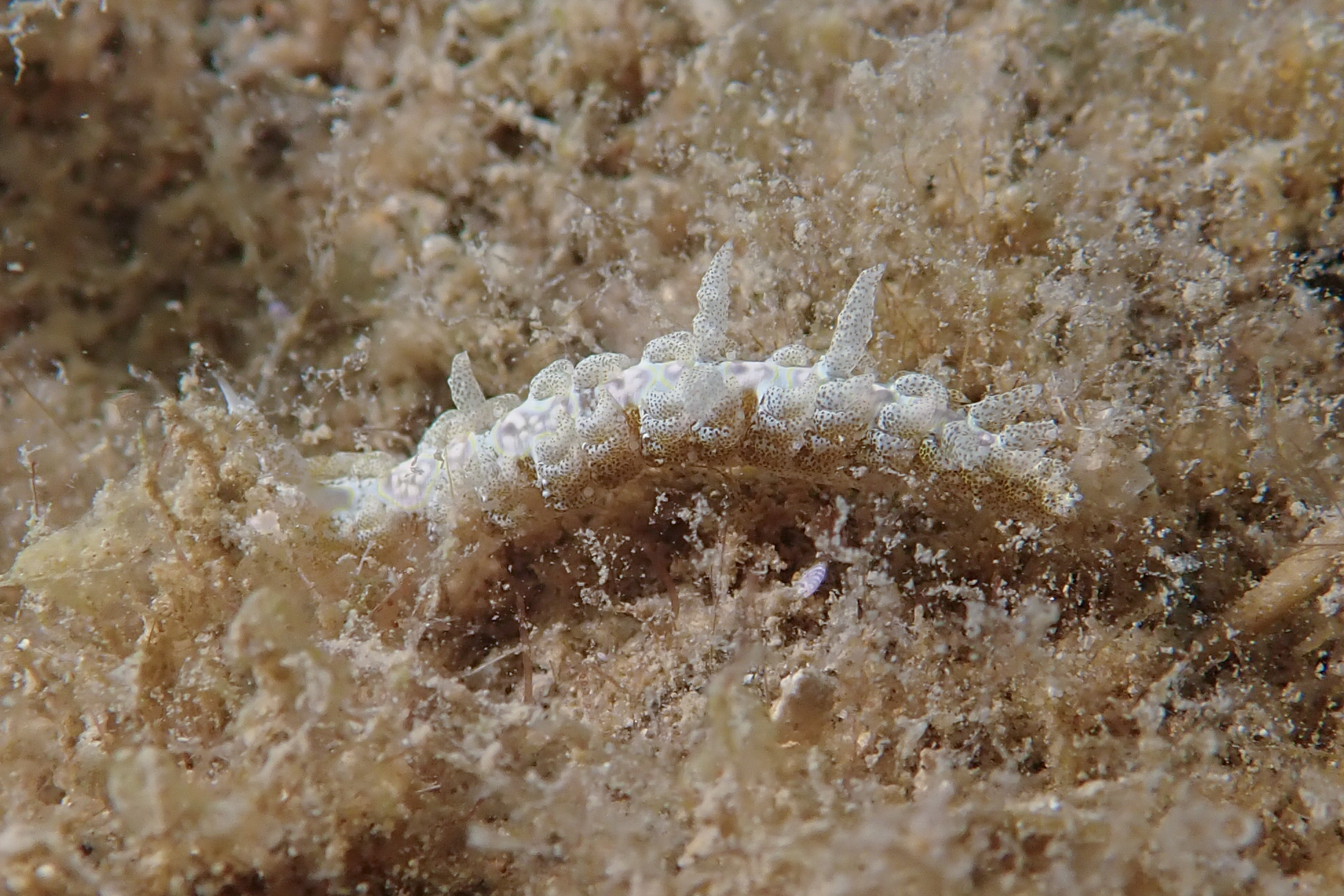 クサリミノウミウシ Limenandra rosanae Carmona, Pola, Gosliner & Cervera, 2014