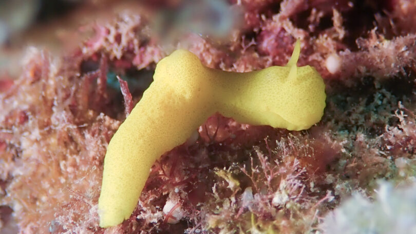 レモンウミウシ Notodoris citrina Bergh, 1875_奄美大島