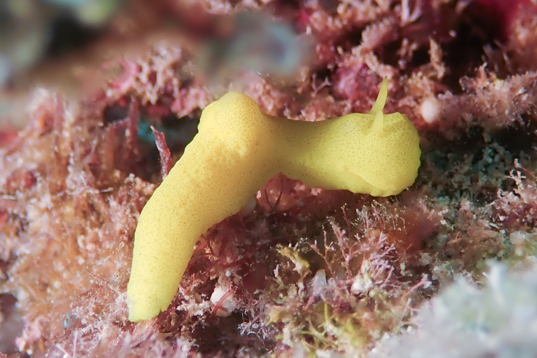 レモンウミウシ Notodoris citrina Bergh, 1875