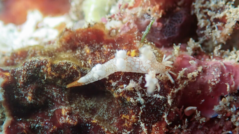 ヤマトユビウミウシ Bornella hermanni Angas, 1864_奄美大島