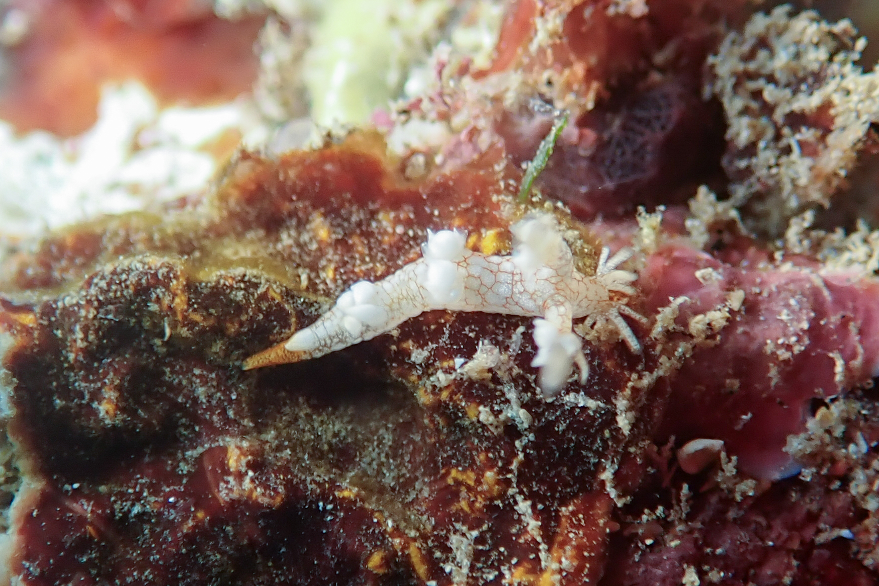 ヤマトユビウミウシ Bornella hermanni Angas, 1864