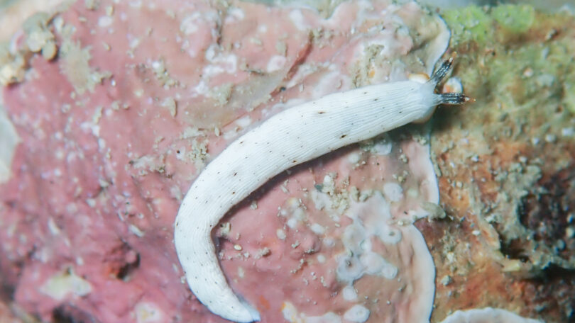 カメキオトメウミウシ Dermatobranchus primus Baba, 1976_奄美大島