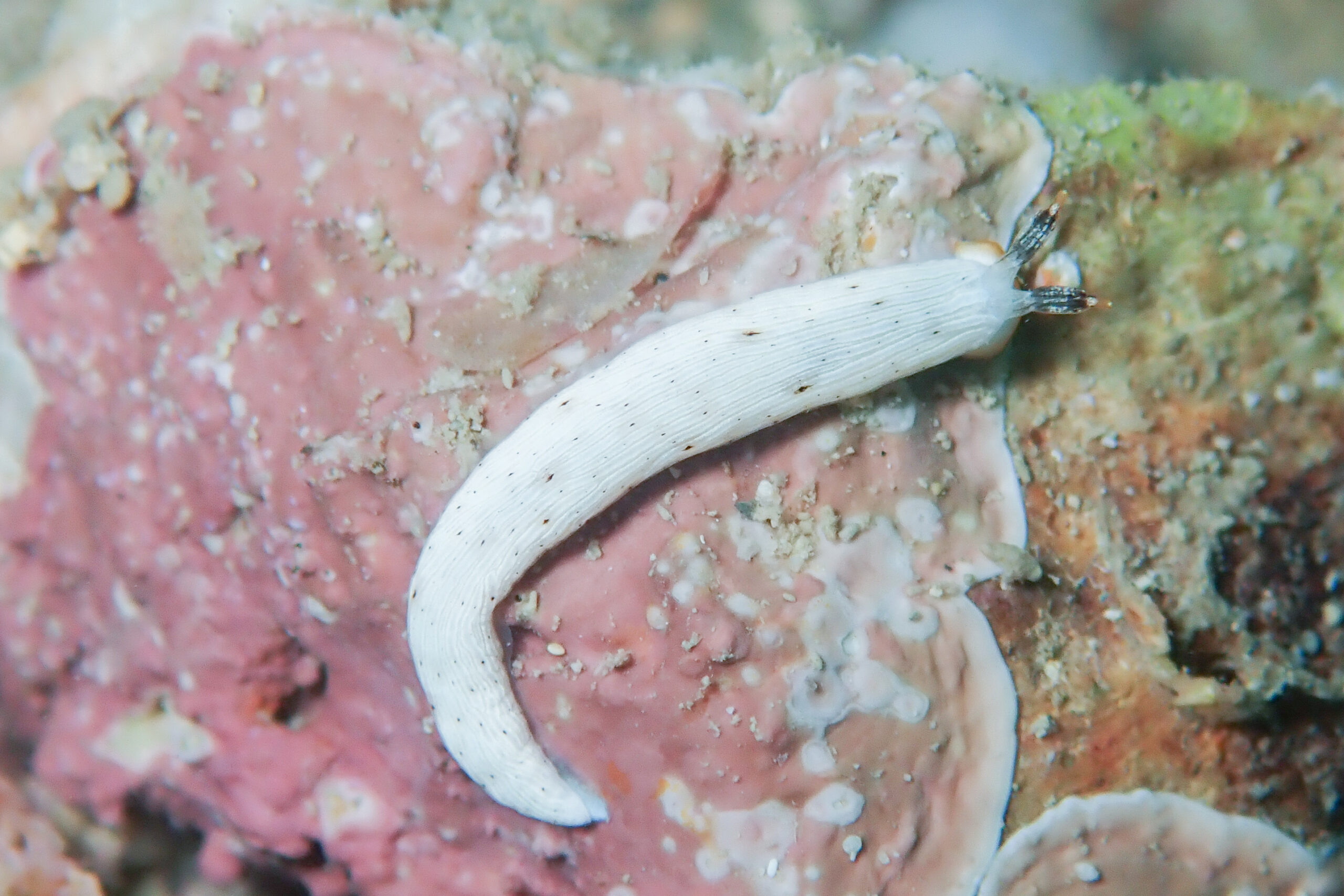 カメキオトメウミウシ Dermatobranchus primus Baba, 1976