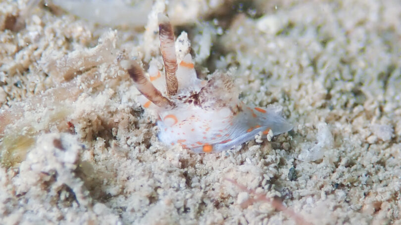 ツノウミウシ Okenia rhinorma Rudman, 2007_奄美大島